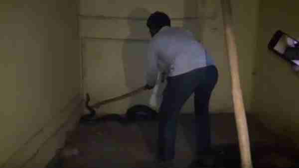 Python found in Vrindavan District Hospital Python found in Vrindavan District Hospital