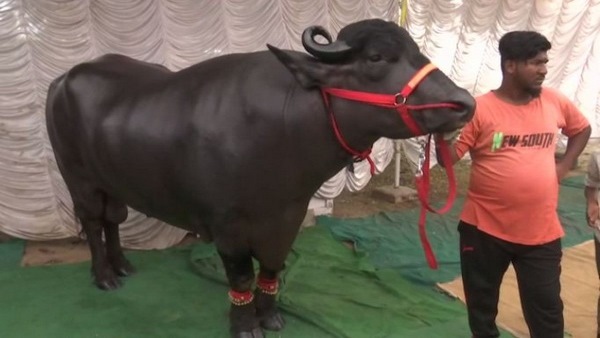 25 से ज्यादा पुरस्कार जीते