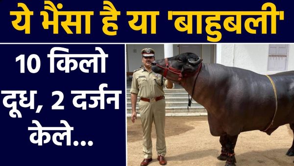 सोनीपत का है सरताज भैंसा