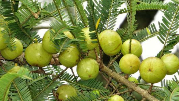 शंकराचार्य ने करवाई थी स्वर्ण के आंवलों की वर्षा