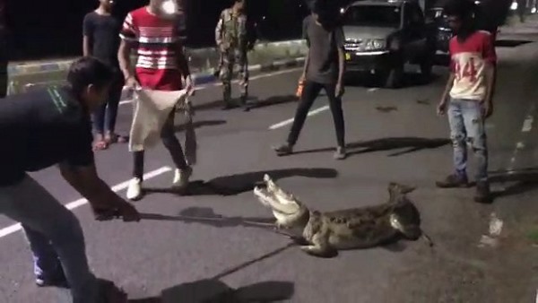 विश्वामित्री नदी से वडोदरा सिटी में घुस रहे मगरमच्छ