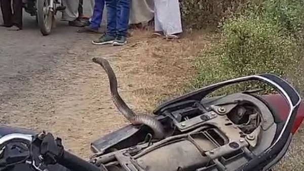 पीछा कर कोबरा ने बाइक को पकड़ा
