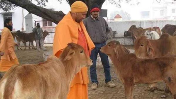 cm yogi adityanath inspection in gaushala in banda cm yogi adityanath inspection in gaushala in banda