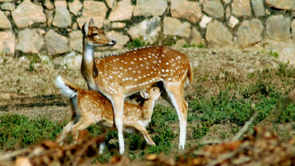 शिवसेना सांसद की फॉर्चूनर से हिरण की मौत