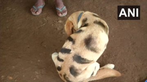 बंदरों के आतंक से परेशान किसान