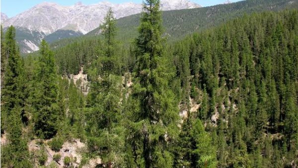 Indias forest cover increases to more than 13 thousand sq km last four year Indias forest cover increases to more than 13 thousand sq km last four year