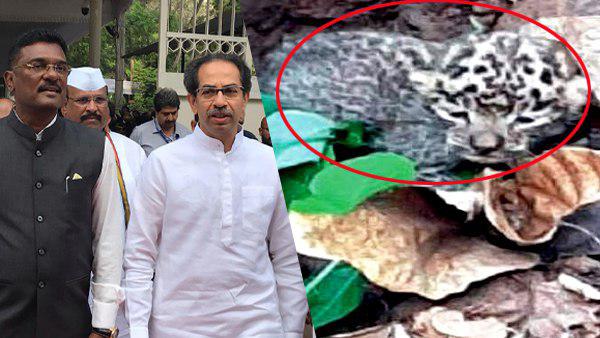 शिवसेना विधायक गोद लेंगे तेंदुए का बच्चा