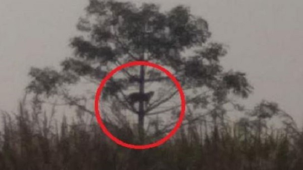 ग्रामीणों में दशहत का माहौल