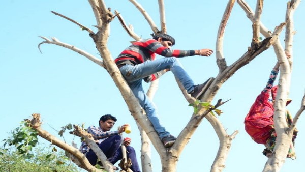 खेत में लगाए चार पोल