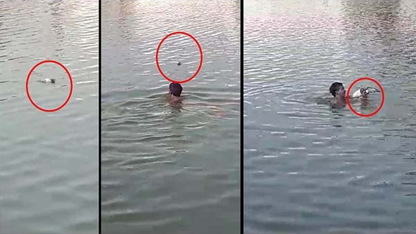 Viral Video: baby girl watch a injured pigeon in pond and told her father for saving Viral Video: baby girl watch a injured pigeon in pond and told her father for saving