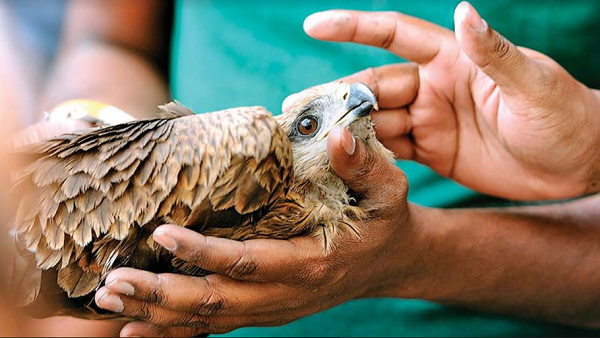 2500 से ज्यादा पक्षी पतंग की डोर से कटे