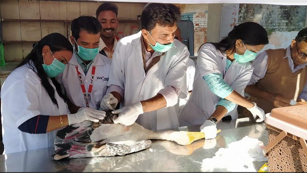 इस बार भी जानलेवा साबित हुई पतंगबाजी