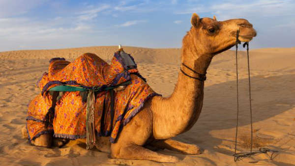 australia, forest, fire, water, camels, australia forest, ऑस्ट्रेलिया, जंगल, आग, पानी, ऊंट, ऑस्ट्रेलिया के जंगलों में आग australia, forest, fire, water, camels, australia forest, ऑस्ट्रेलिया, जंगल, आग, पानी, ऊंट, ऑस्ट्रेलिया के जंगलों में आग