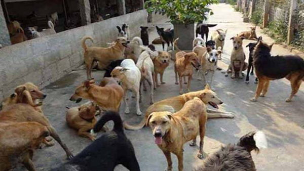 कुत्तों से फैला