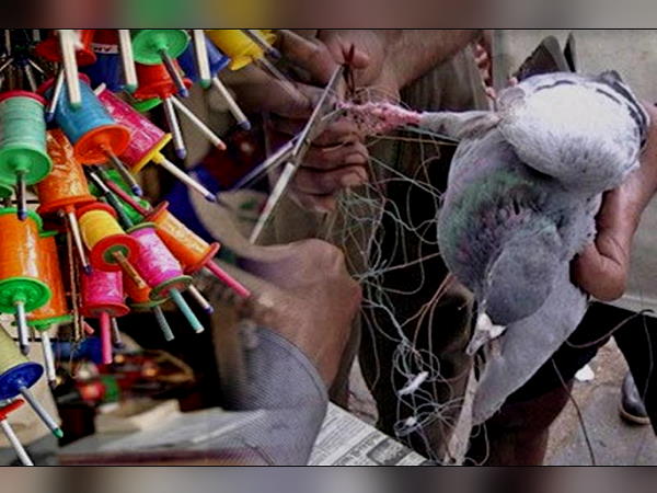 पक्षियों की उड़ान के दौरान ही पतंगें उड़ाई गईं