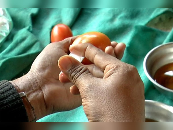 एक बोतल से 2 किलो से ज्यादा टमाटर तैयार किए जा रहे