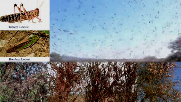 locusts damage many thousand acres crops at gujarat, The farmer of banaskantha Plough the fields in depression locusts damage many thousand acres crops at gujarat, The farmer of banaskantha Plough the fields in depression