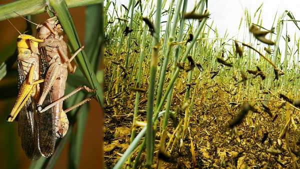 locusts damage many thousand acres crops at gujarat, The farmer of banaskantha Plough the fields in depression locusts damage many thousand acres crops at gujarat, The farmer of banaskantha Plough the fields in depression
