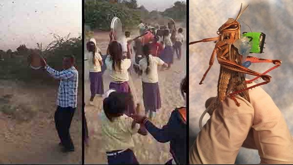 locusts damage many thousand acres crops at gujarat, The farmer of banaskantha Plough the fields in depression locusts damage many thousand acres crops at gujarat, The farmer of banaskantha Plough the fields in depression