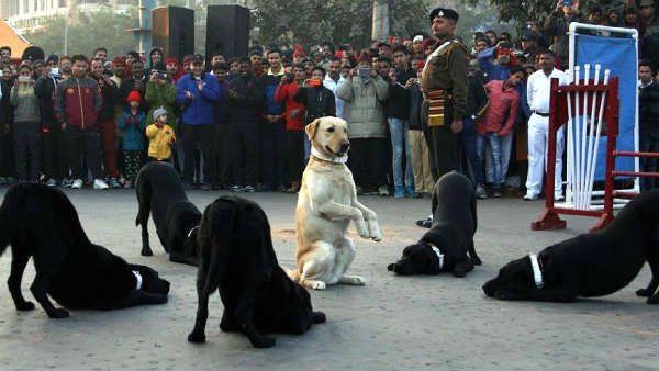 कारगिल की जंग में खच्चरों का था बड़ा रोल