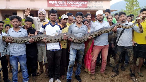 बांध से निकले पाइप में रह रहे थे अजगर
