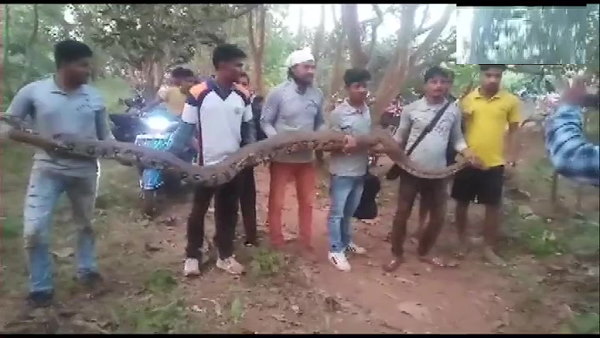18 फुट लंबाई तक के अजगर निकले