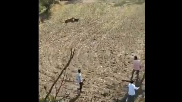 आईएफएस ऑफिसर ने शेयर किया वीडियो