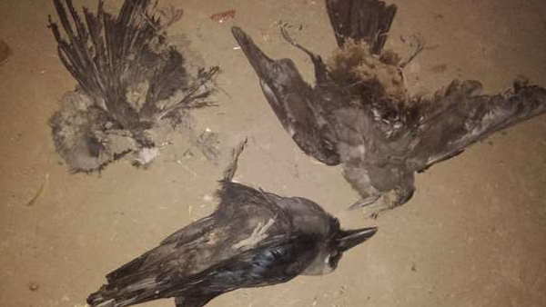 uttar pradesh varanasi bird flu virus found in crow uttar pradesh varanasi bird flu virus found in crow