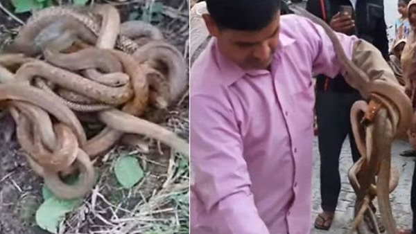 जानवरों के बांधने वाली जगह पर थे सभी सांप