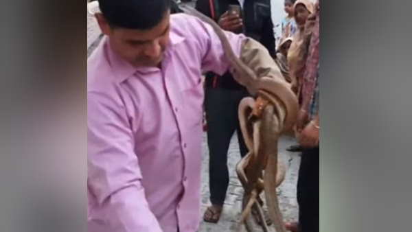 पालतू जानवरों को बांधने की जगह पर थे 11 सांप