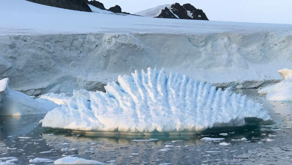 Antarctica Antarctica