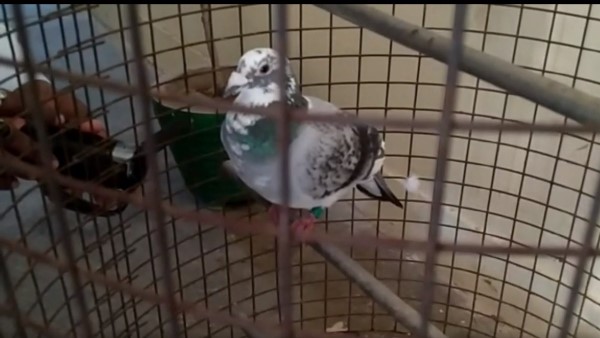 A pigeon in custody of hanumangarh Police Intelligence Bureau will investigate A pigeon in custody of hanumangarh Police Intelligence Bureau will investigate