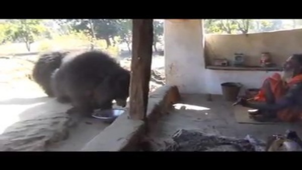 भालू परिवार का नाम भी रखा