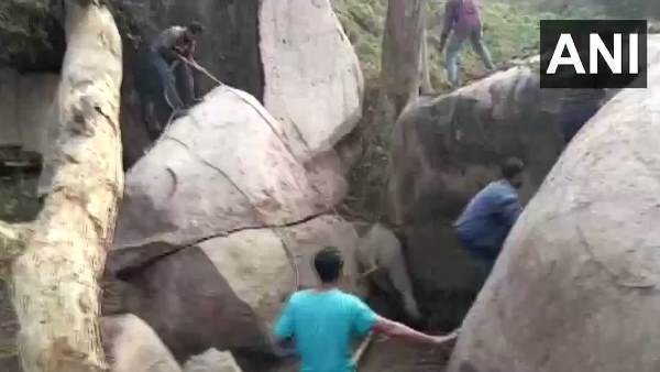 Morigaon, assam, elephant calf, video, viral video, forest official, locals, rescue, rescue operation, elephant, मोरीगांव, असम, हाथी का बच्चा, वन अधिकारी, स्थानीय लोग, रेस्क्यू, हाथी, वीडियो, वायरल वीडियो Morigaon, assam, elephant calf, video, viral video, forest official, locals, rescue, rescue operation, elephant, मोरीगांव, असम, हाथी का बच्चा, वन अधिकारी, स्थानीय लोग, रेस्क्यू, हाथी, वीडियो, वायरल वीडियो