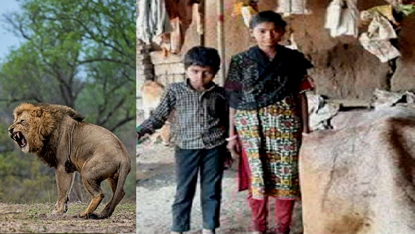 शिवा और कैलाशा ने डटकर किया शेर का मुकाबला