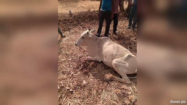 रात में चिकित्सक बुलाकर जख्मी गाय का इलाज कराया