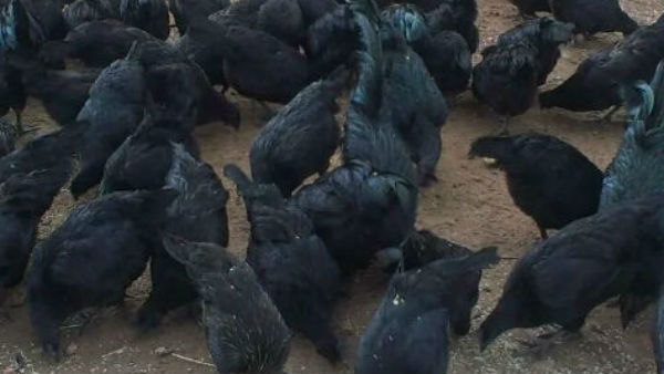 'कालीमासी' के नाम से पुकाराते हैं कड़कनाथ मुर्गे को