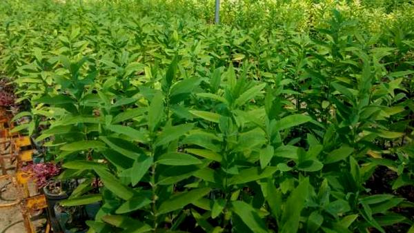 Sandalwood farming by Nemaram Choudhary in samdari barmer Sandalwood farming by Nemaram Choudhary in samdari barmer
