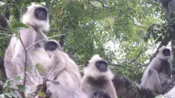 donald trump taj mahal visit five baboons on the route donald trump taj mahal visit five baboons on the route