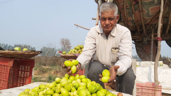Farmer earning lakhs with farming of berry Farmer earning lakhs with farming of berry
