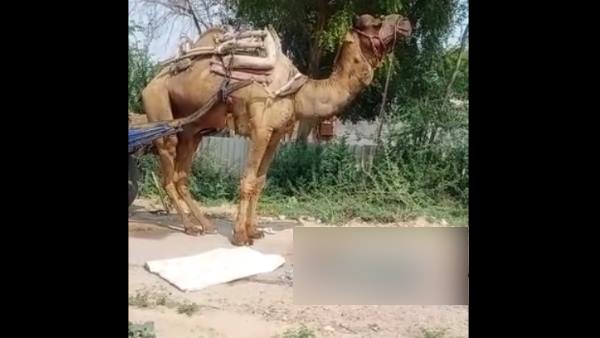 ऊंट ने किया अपने मालिक पर हमला