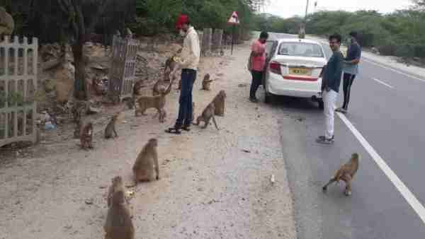 coronavirus: monkeys and stray animals dies a old faridabad railway station coronavirus: monkeys and stray animals dies a old faridabad railway station