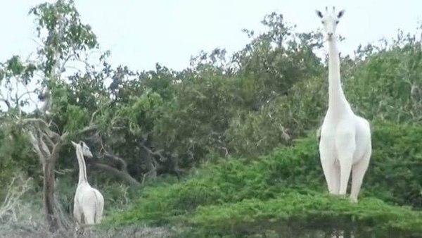 शिकारियों ने गला रेत कर की जिराफों की निर्मम हत्या