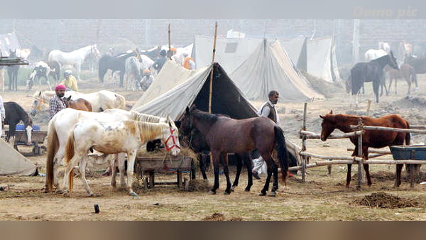 घोड़े में पता चला नया वायरस, 4 मरे