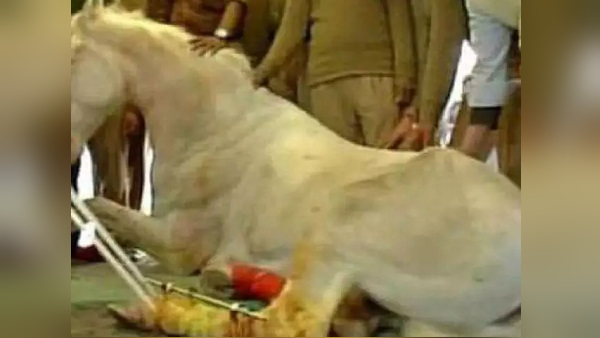 इंसानों को भी चपेट में ले लेता है यह