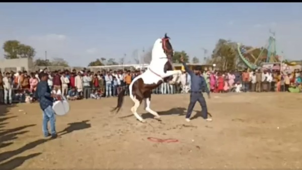 horse dance viral video of Gangeshwar Mahadev Temple Fair horse dance viral video of Gangeshwar Mahadev Temple Fair
