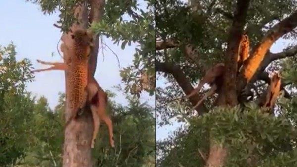सीधे खडे़ पेड़ के ऊपर आसानी से चढ़ा तेंदुआ