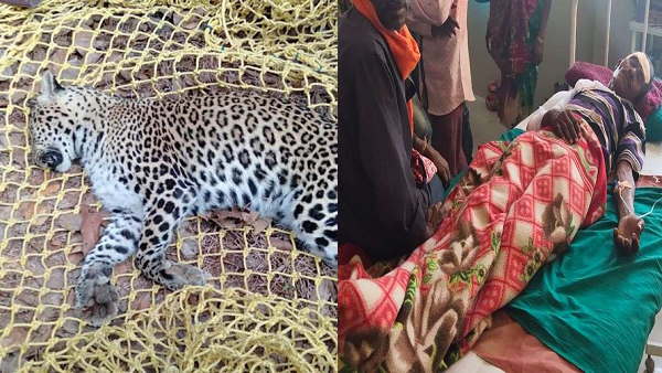 leopard dies in encounter with villager, After fight the man hospitalized leopard dies in encounter with villager, After fight the man hospitalized