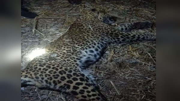 leopard dies in encounter with villager, After fight the man is hospitalized leopard dies in encounter with villager, After fight the man is hospitalized