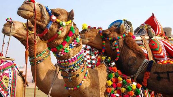 राजस्थान में ऊंटों की प्रजातियां